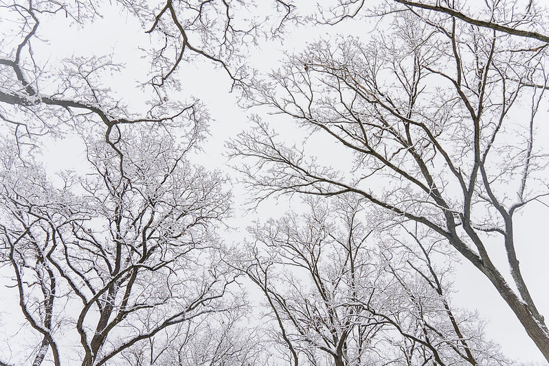 Announcement on the public consultation on tree felling at Andrejostas Street 21