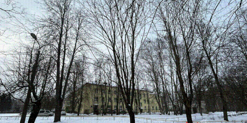 Public consultation on tree felling at 5 Braila street