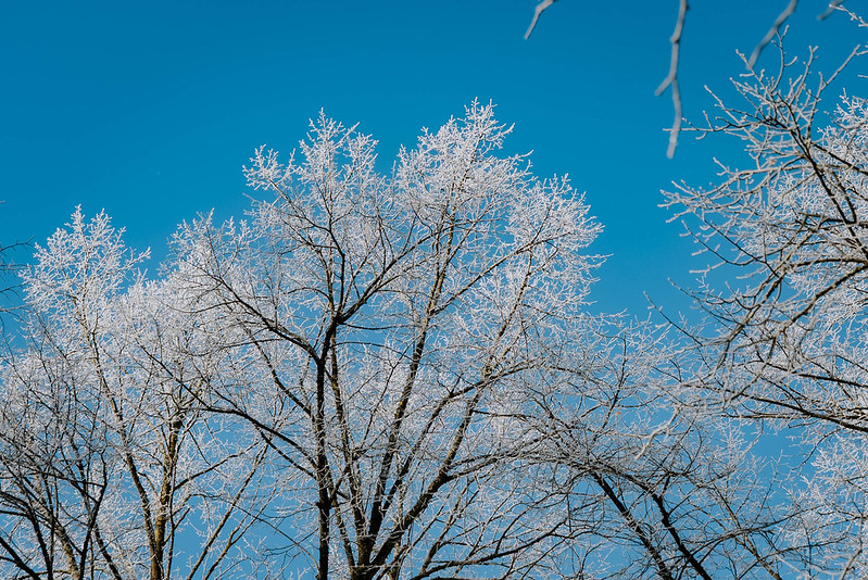 Public consultation on tree felling at 123 Bruņinieku Street
