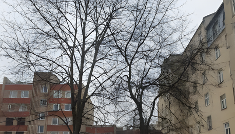 Public consultation on tree felling at 135 Aleksandra Čaka street